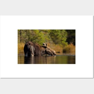 Swimming with Moose - Algonquin Park, Canada Posters and Art